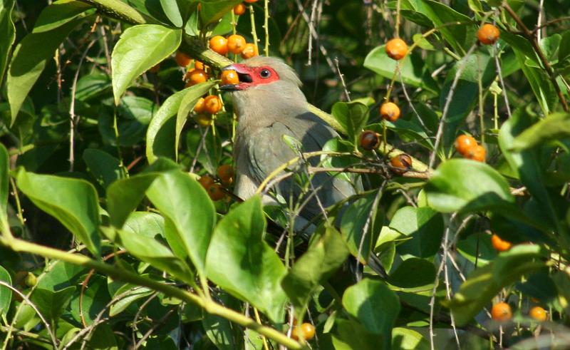 frieda 005.JPG - Hierdie bessies is lekker.....